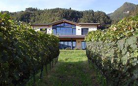 B&B Il Vigneto